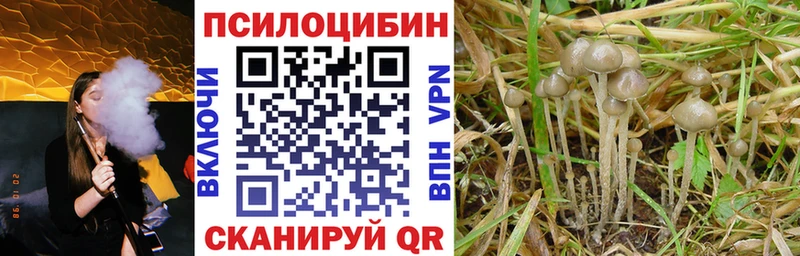 Купить закладки  Буйнакск  Псилоцибиновые грибы Psilocybine cubensis 
